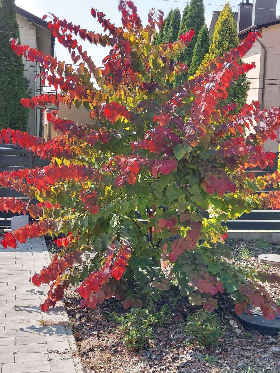 Judaszowiec Eternal Flame™, zdjęcie 3 z 3