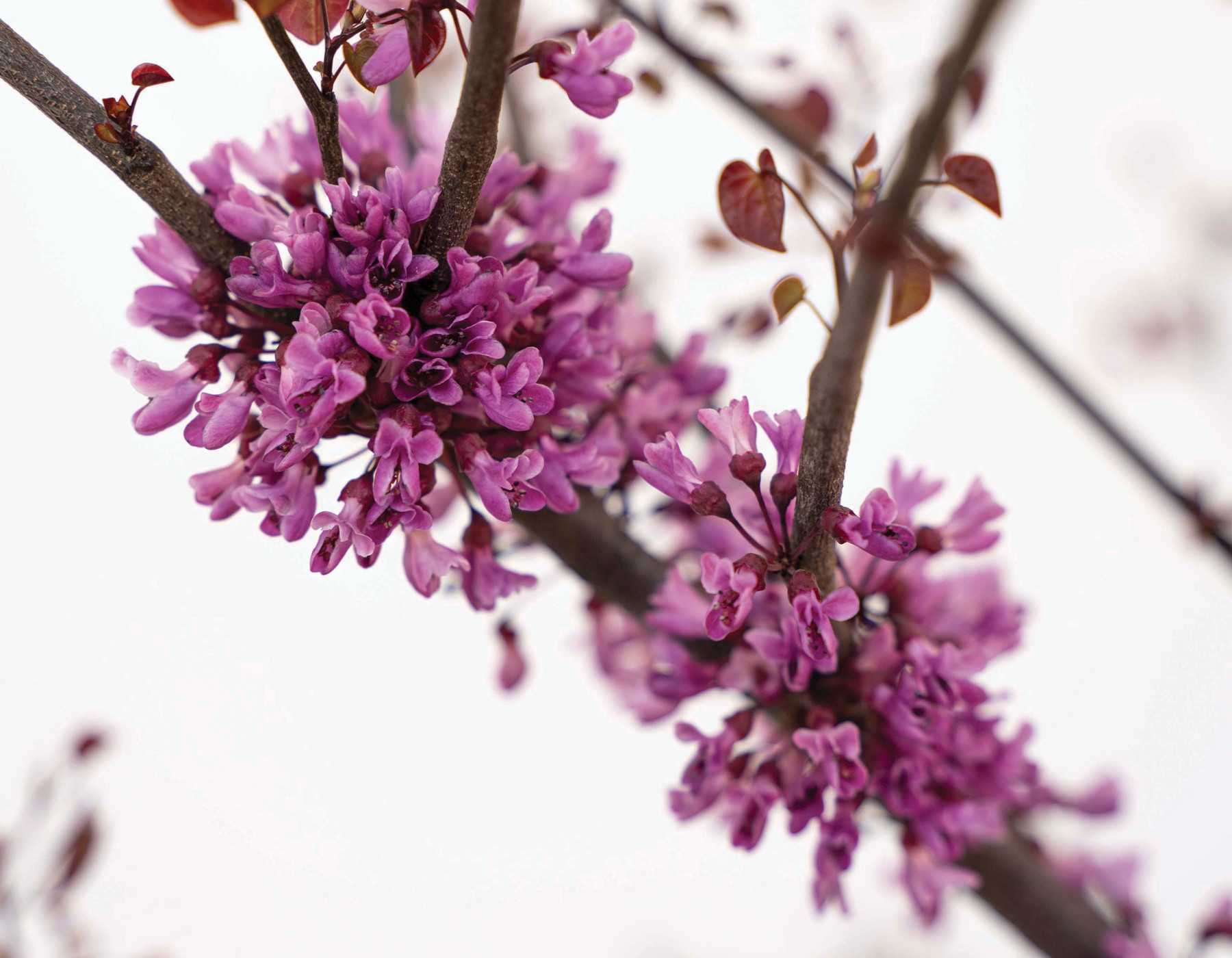 Judaszowiec Garden Gems Amethyst, zdjęcie 3 z 3