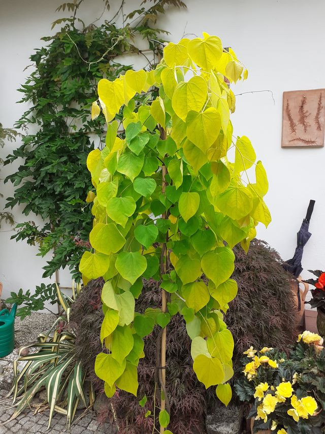 Judaszowiec Golden Falls®, zdjęcie 3 z 3