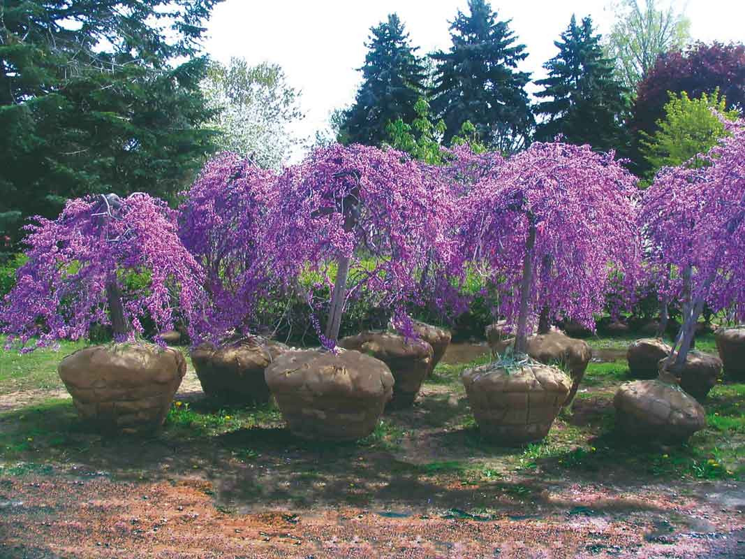 Judaszowiec Lavender Twist®, zdjęcie 2 z 3