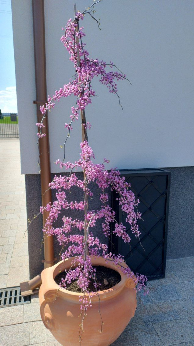 Judaszowiec Lavender Twist®, zdjęcie 3 z 3