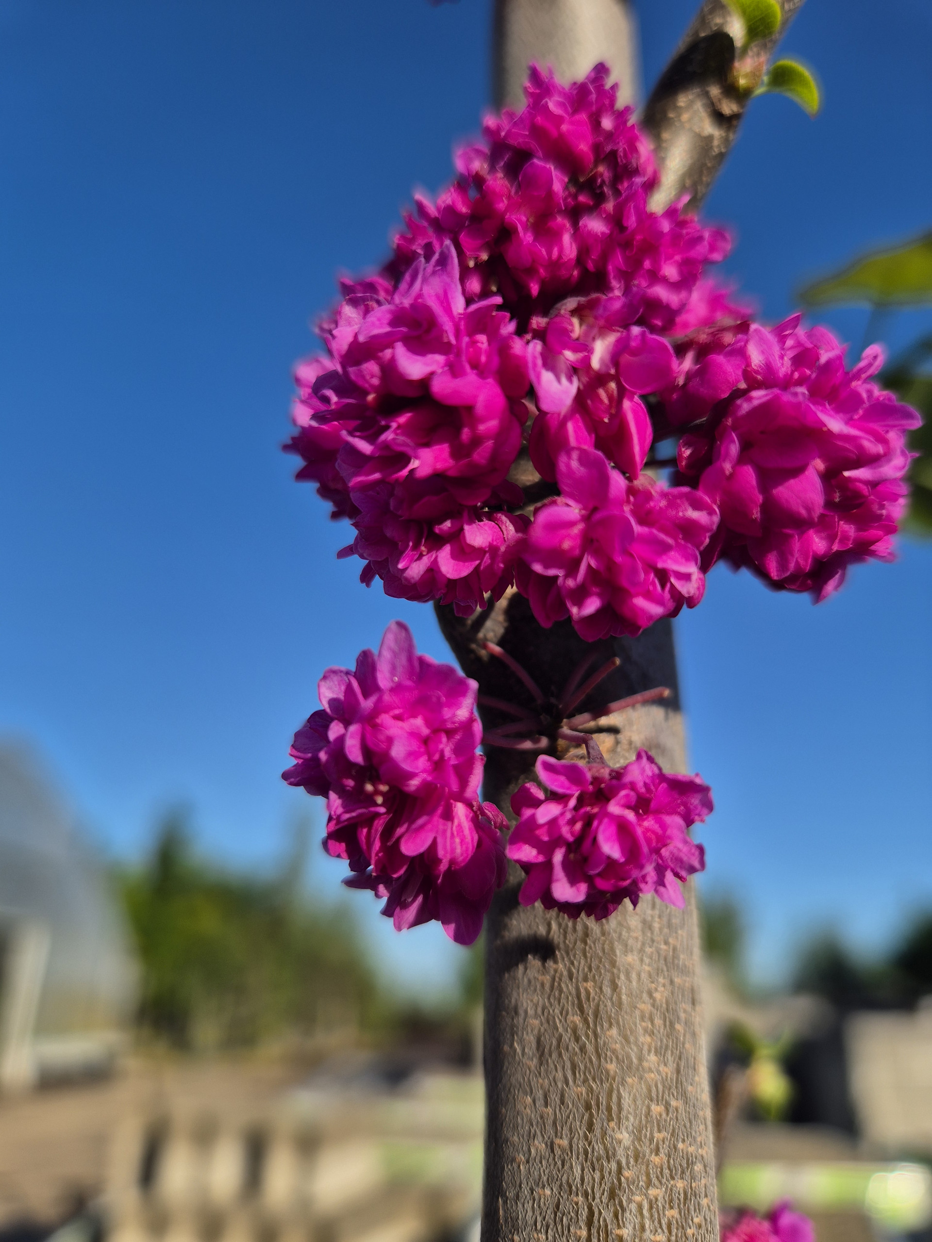 Judaszowiec Pink Pom Poms, zdjęcie 3 z 3