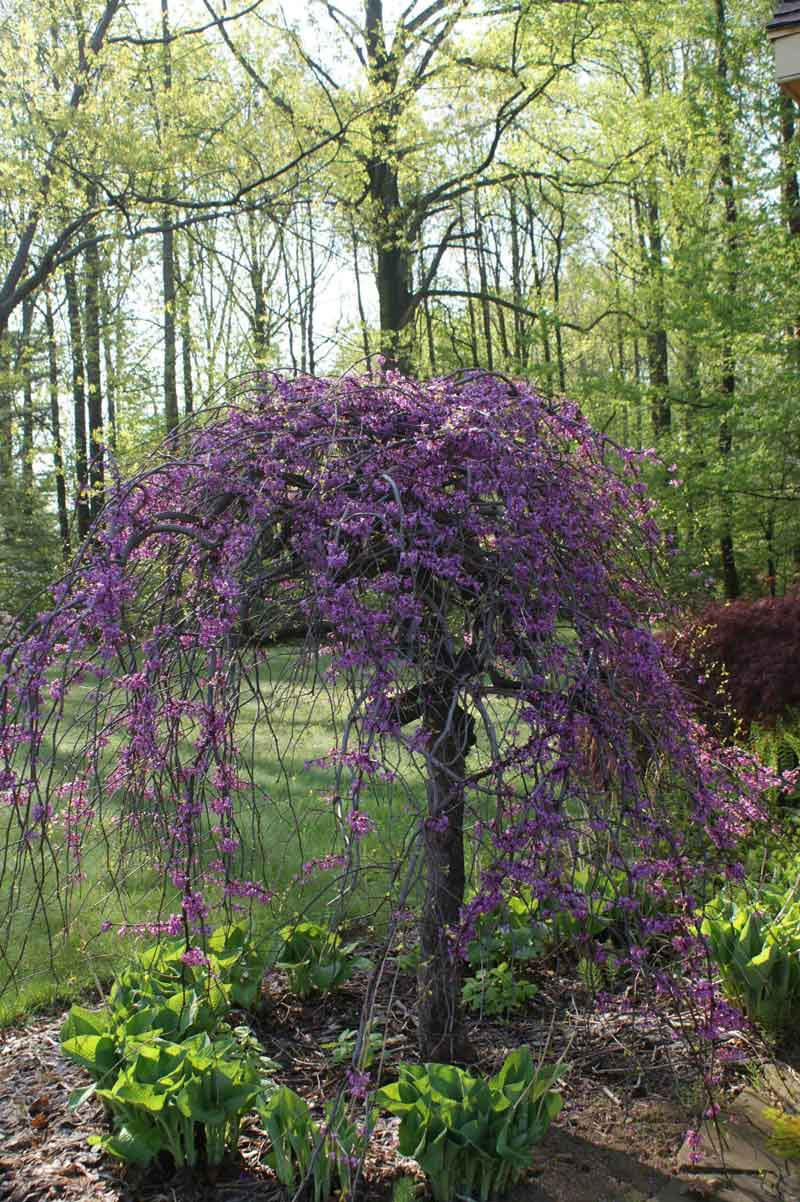 Judaszowiec Lavender Twist®