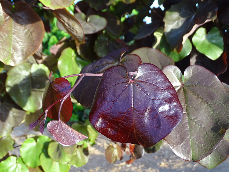Judaszowiec Merlot